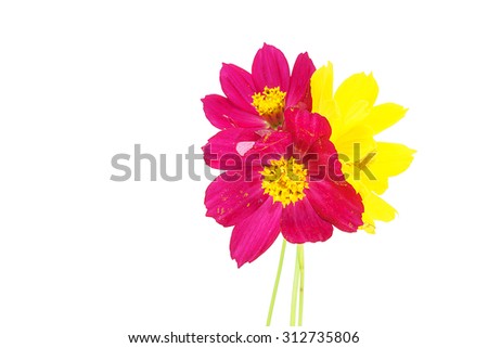 Pink cosmos and yellow harvested . Frame roof to adjust the backlight and picture with white background . To avoid image It was not sharp like to shoot outdoors, photography , flowers,