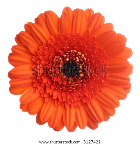 Red gerbera (daisy). Picture was made in a studio.