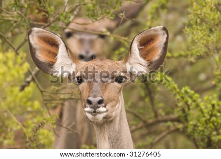 Two alert kudu in the bush with the back one out of focus