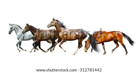 Beautiful purebred horses running isolated over a white background