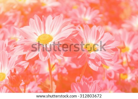 Flowers soft focus with pastel tones.