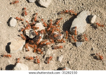 Colony of red Fire Ants (genus Solenopsis)