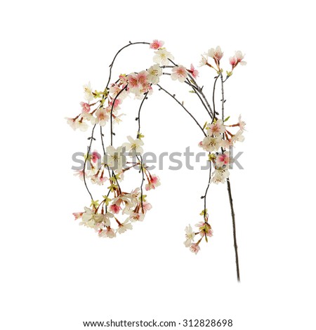 Textile cherry blossom on a white background