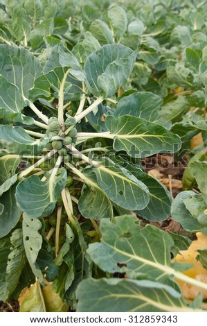 The close up picture of the growing brussels sprout