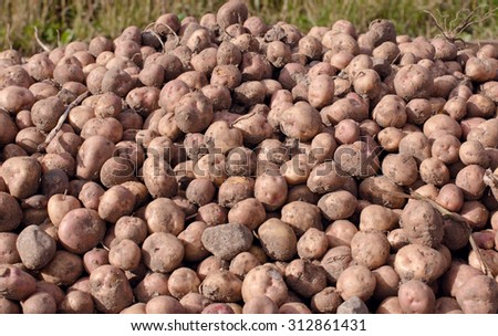 Potatoes on the field