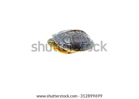 A small turtle isolated on a white background.