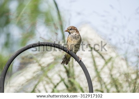Adolescent Sparrow Sitting on a Shepherd Hook
