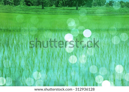 Beautiful rice field nature bokeh background