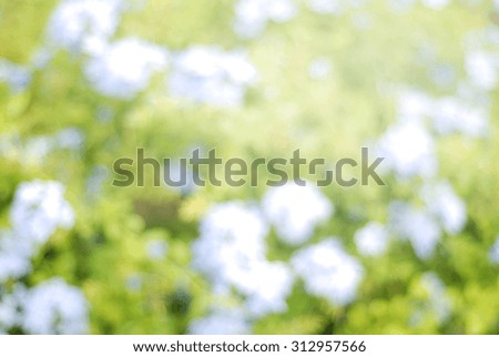 Background blurry flower in the garden