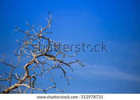  dry tree and blue sky