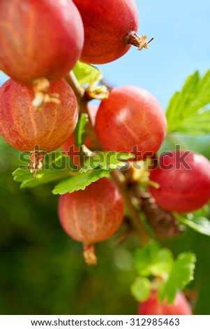 Close up view of red ripe gooseberries on the bush in the Home Garden