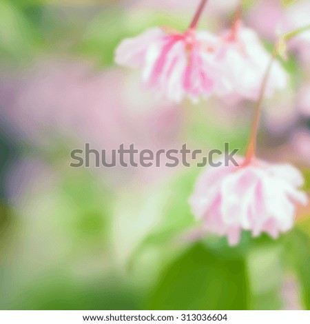Defocused blurred pink flowers background with space for text or image