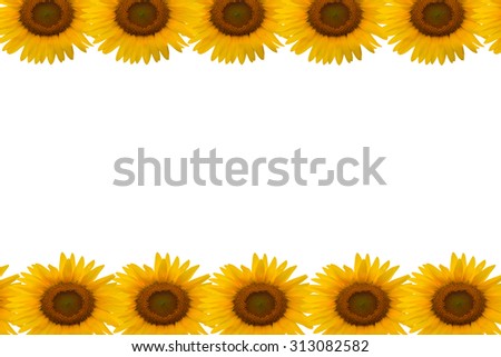 sunflower isolated picture frame  on white background
