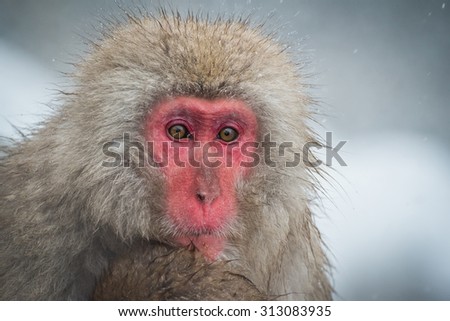 Japanese snow monkey in Jigokudani, Nagano