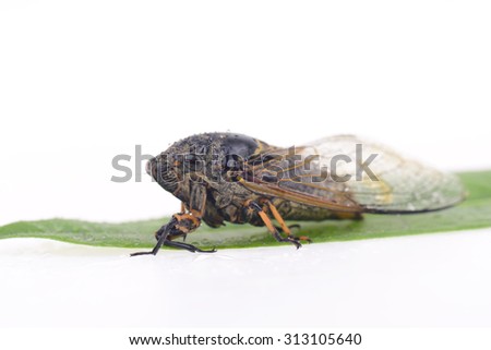 Cicada isolated on a white background 