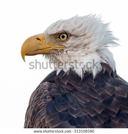 Portrait of a bald eagle with a white background