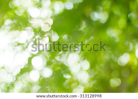 Abstract photo of green trees with leaves and sunshine coming through. Beautiful bokeh. Defocused picture.