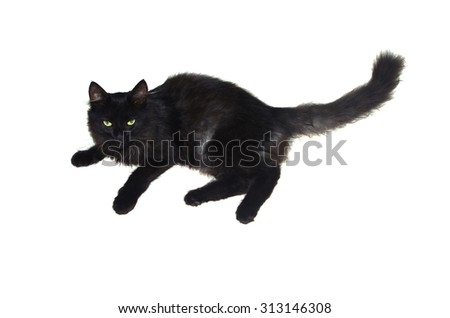 Black Cat isolated on white
