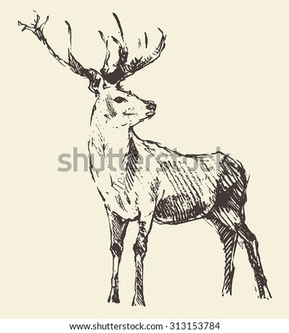 Deer engraving style, vintage illustration, hand drawn, sketch