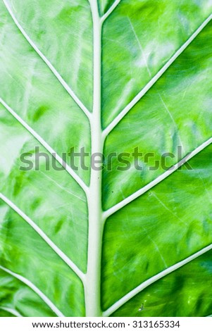 leaf texture background, selective focus