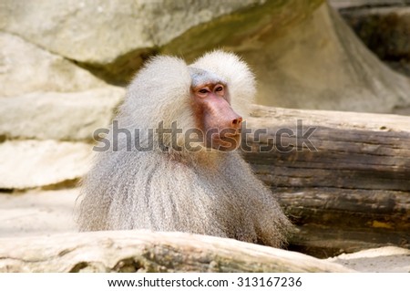 Portrait of a pensive hamadryas baboon (Papio hamadryas), sacred animal to the ancient Egyptians.