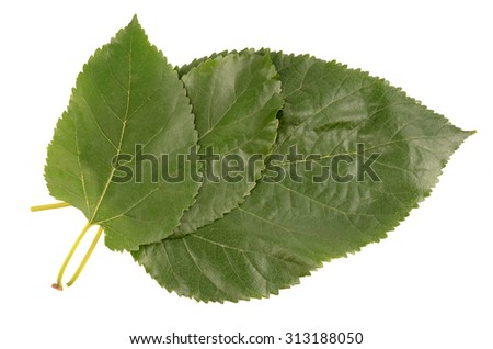 poplar leaf