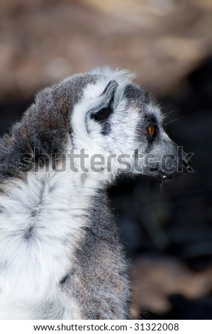 Picture of a nice lemur with beautiful eyes and skin.
