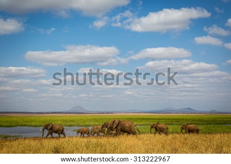 Elephants in the Tarangire National Park in north Tanzania, Africa Royalty-Free Stock Photo #313222967