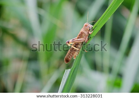 grasshopper sits the green grass