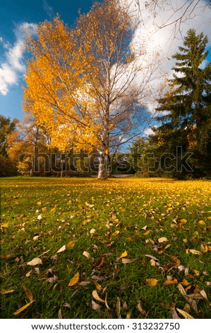 Landscape with autumnal tree and fallen leaves on the grass