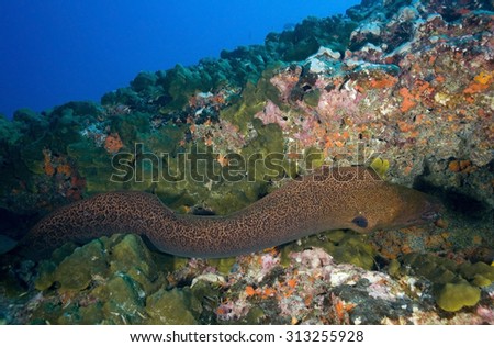 MORAY EEL SWIMMING IN FRONT OF CORAL REEF IN CLEAR WATER