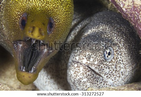 CLOSE-UP FACE VIEW OF MORAYS EELS COUPLE