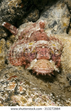 RED SCORPIONFISH WAITING ON CORAL REEF BOTTOM