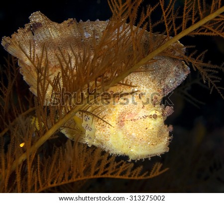 SMALL YELLOW LEAFFISH WAITING IN CORAL REEF CLEAR WATER