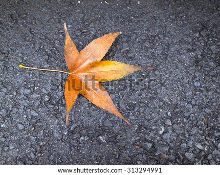 Maple leaf on asphalt road. Maple leaf on the ground. Glob on maple leaf. 