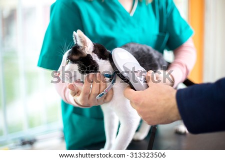 Veterinarian checking  microchip of cat in vet clinic Royalty-Free Stock Photo #313323506