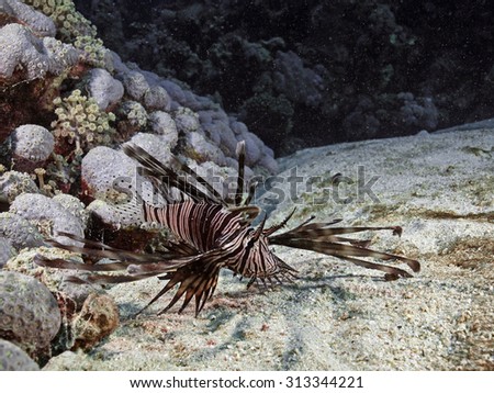 Common lionfish, Rotfeuerfisch (Pterois volitans)