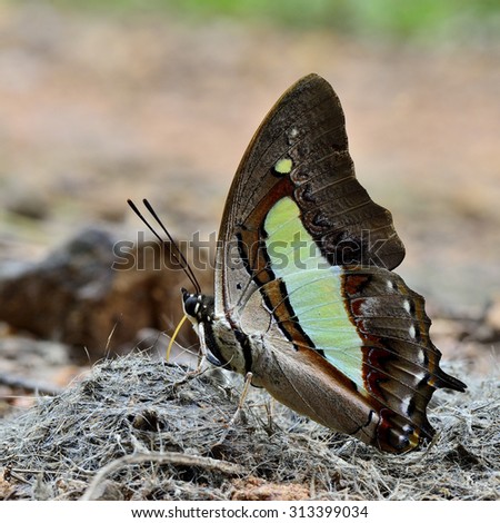 Beautiful butterfly Common Nawab, Polyura athamas