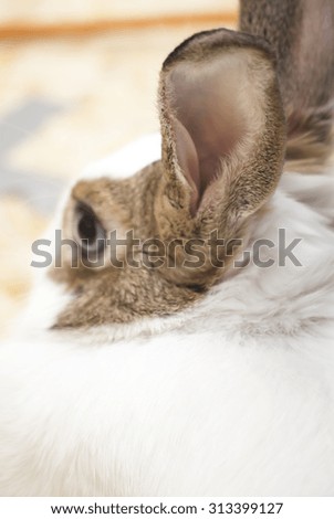 Detail of white rabbit with brown patches