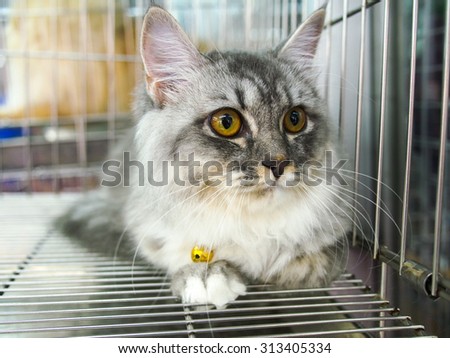 cat in kennel cage
