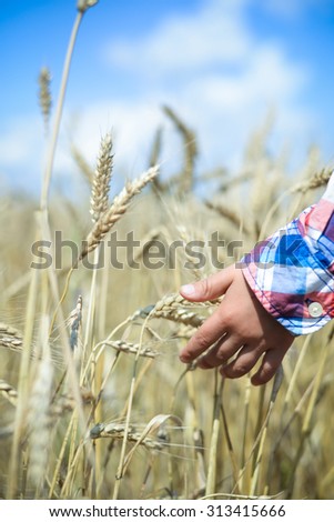 Picture closeup of child hand touching wheat spikes in summer countryside. Blue sky background.
