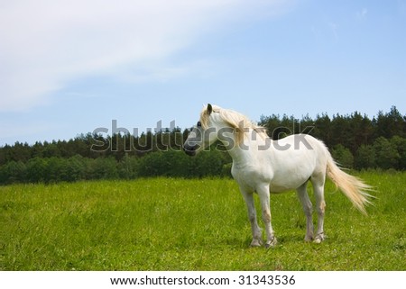 white horse on the meadow