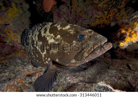 CLOSE-UP VIEW OF MARBLED GROUPER SWIMMING IN CORAL REEF CLEAR WATER