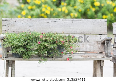 Potted plants on wooden bench