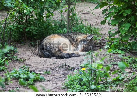 Wolf sleeping alone curled up on the ground.
