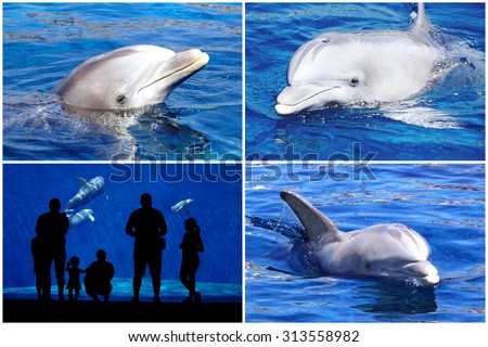 Dolphin and silhouette.
Collage of four pictures with dolphins silhouette of a family in front of the dolphin tank.
