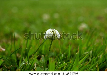 clover flower