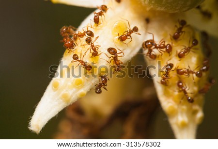 Fire ant eat nectar from angled gound flower