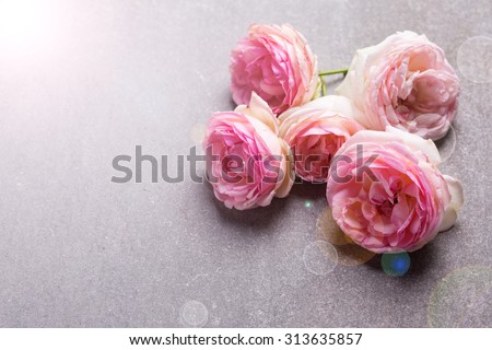Postcard with fresh pink flowers roses in ray of light on grey slate background. Selective focus. Place for text.