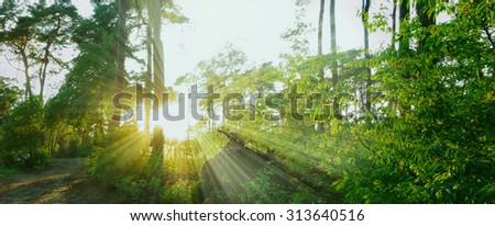 warm sunbeams in a forest panorama Royalty-Free Stock Photo #313640516